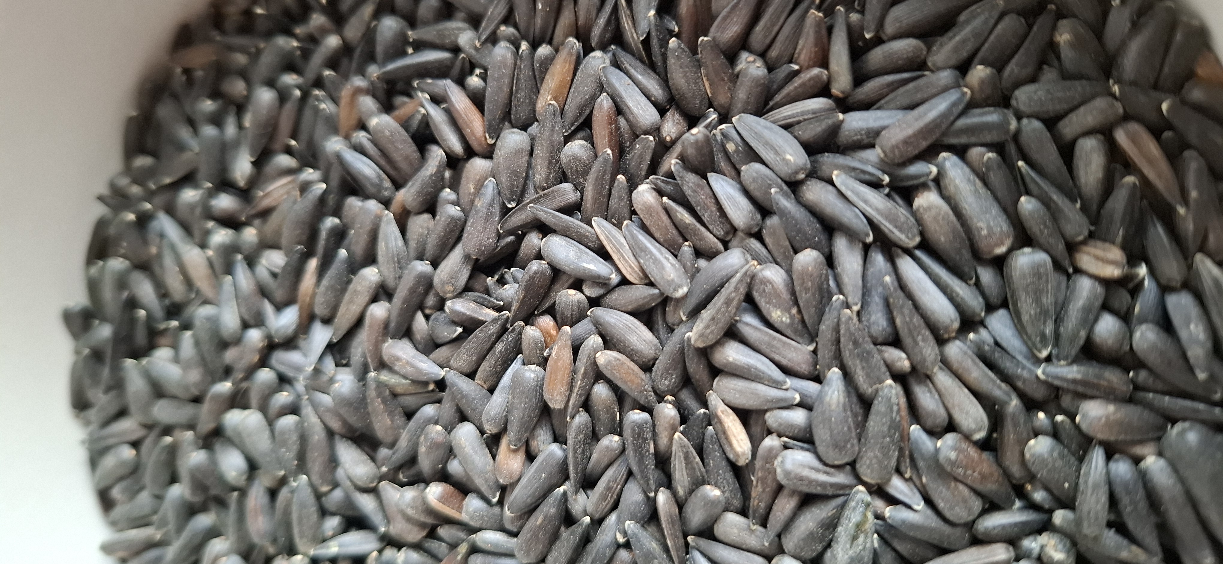 Slnečnica na microgreens male semena 10 kg